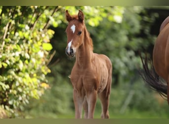 Hanoverian, Mare, Foal (05/2024), 16,1 hh, Chestnut-Red