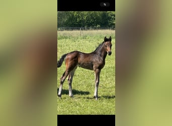 Hanoverian, Mare, Foal (04/2024), 16.1 hh, Smoky-Black