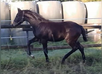 Hanoverian, Mare, Foal (05/2023), 16.2 hh, Bay-Dark