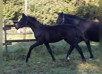 Hanoverian, Mare, Foal (05/2023), 16.2 hh, Bay-Dark