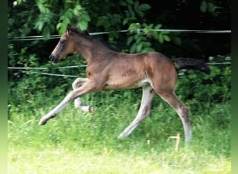 Hanoverian, Mare, Foal (05/2023), 16.2 hh, Bay-Dark