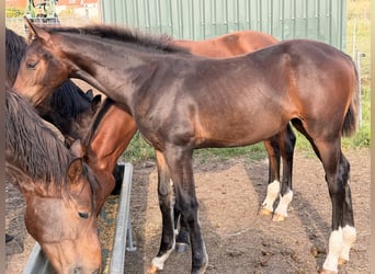 Hanoverian, Mare, Foal (04/2026), 16.2 hh, Bay-Dark