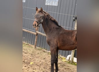 Hanoverian, Mare, Foal (04/2026), 16.2 hh, Bay-Dark