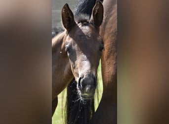 Hanoverian, Mare, Foal (04/2026), 16.2 hh, Bay-Dark