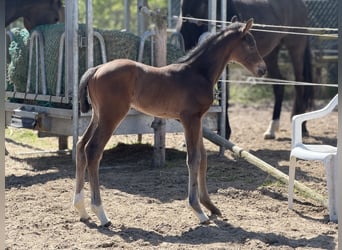 Hanoverian, Mare, Foal (04/2026), 16.2 hh, Bay-Dark
