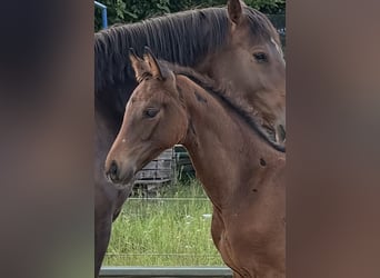 Hanoverian, Mare, Foal (04/2026), 16.2 hh, Bay-Dark