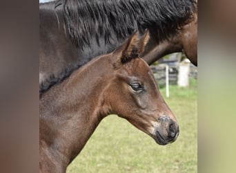 Hanoverian, Mare, Foal (04/2026), 16.2 hh, Bay-Dark
