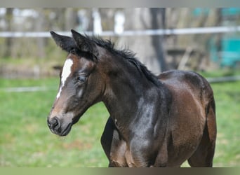Hanoverian, Mare, Foal (03/2026), 16.2 hh, Bay-Dark