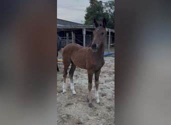Hanoverian, Mare, Foal (06/2026), 16.2 hh, Bay-Dark