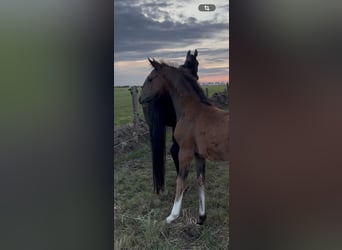 Hanoverian, Mare, Foal (06/2026), 16.2 hh, Bay-Dark
