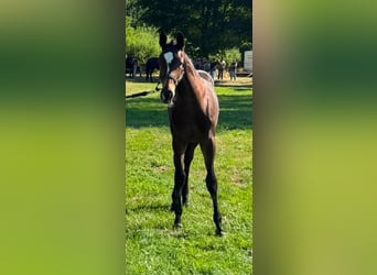 Hanoverian, Mare, Foal (02/2026), 16.2 hh, Bay-Dark