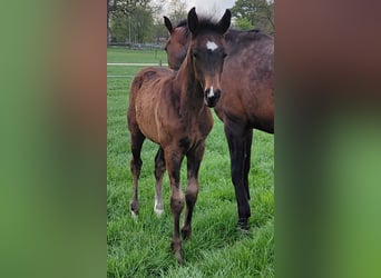 Hanoverian, Mare, , 16.2 hh, Bay-Dark