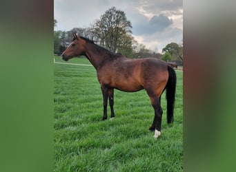 Hanoverian, Mare, , 16.2 hh, Bay-Dark