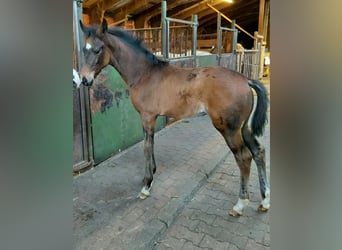 Hanoverian, Mare, , 16.2 hh, Bay-Dark