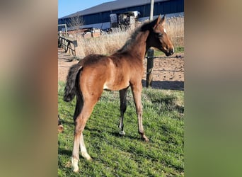 Hanoverian, Mare, , 16.2 hh, Bay-Dark