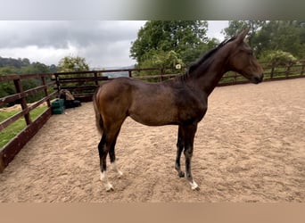 Hanoverian, Mare, Foal (05/2024), 16,2 hh, Bay