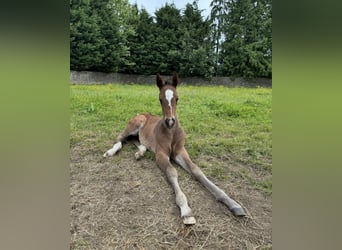 Hanoverian, Mare, Foal (05/2024), 16,2 hh, Bay