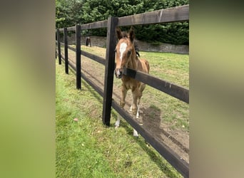 Hanoverian, Mare, Foal (05/2024), 16,2 hh, Bay