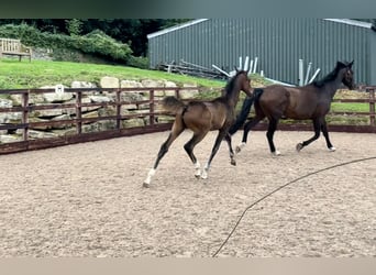 Hanoverian, Mare, Foal (05/2024), 16,2 hh, Bay