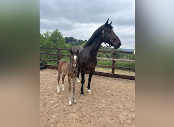 Hanoverian, Mare, Foal (05/2024), 16,2 hh, Bay