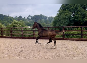 Hanoverian, Mare, Foal (05/2024), 16,2 hh, Bay