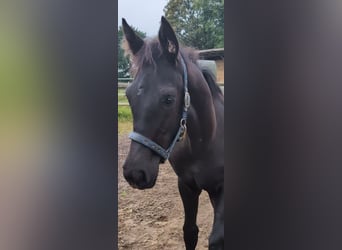 Hanoverian, Mare, Foal (06/2024), 16,2 hh, Black