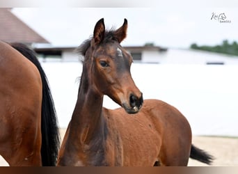 Hanoverian, Mare, Foal (02/2024), 16.2 hh, Brown