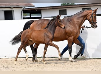 Hanoverian, Mare, Foal (02/2024), 16,2 hh, Brown