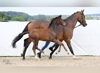 Hanoverian, Mare, Foal (02/2024), 16,2 hh, Brown