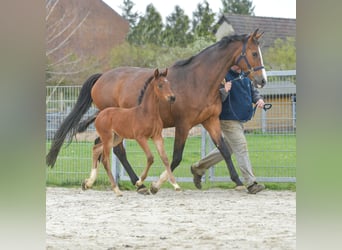 Hanoverian, Mare, Foal (02/2024), 16.2 hh, Brown