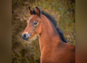Hanoverian, Mare, Foal (03/2024), 16.2 hh, Brown