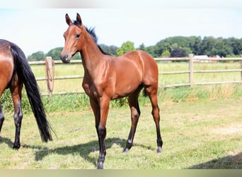 Hanoverian, Mare, Foal (02/2026), 16.2 hh, Brown