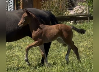 Hanoverian, Mare, Foal (03/2026), 16.2 hh, Brown