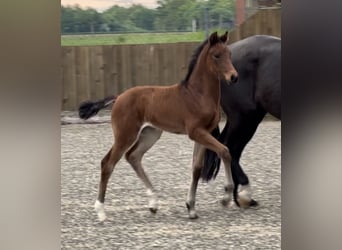 Hanoverian, Mare, Foal (03/2026), 16.2 hh, Brown