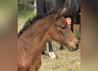 Hanoverian, Mare, Foal (03/2026), 16.2 hh, Brown