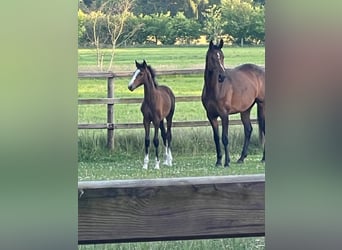 Hanoverian, Mare, Foal (03/2026), 16.2 hh, Brown