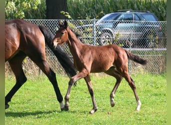 Hanoverian, Mare, Foal (06/2026), 16.2 hh, Brown
