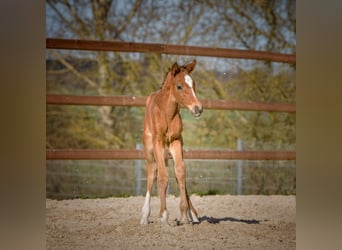 Hanoverian, Mare, , 16.2 hh, Brown
