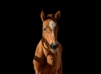 Hanoverian, Mare, , 16.2 hh, Brown