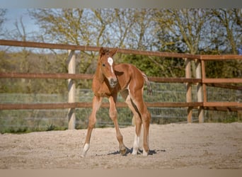Hanoverian, Mare, , 16.2 hh, Brown