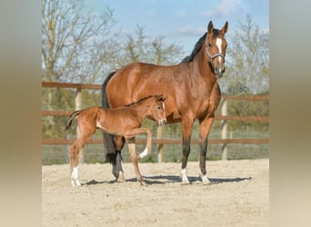 Hanoverian, Mare, , 16.2 hh, Brown