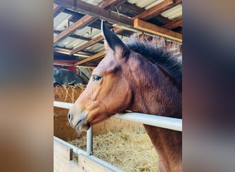 Hanoverian, Mare, Foal (06/2024), 16,2 hh, Brown