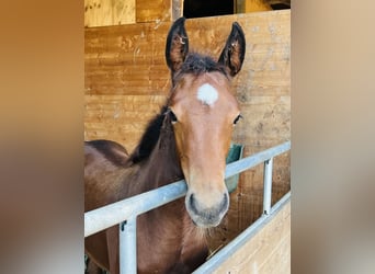 Hanoverian, Mare, Foal (06/2024), 16,2 hh, Brown