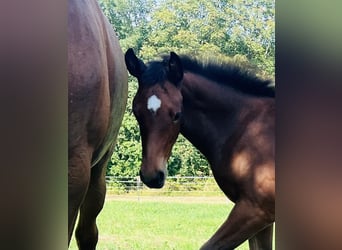 Hanoverian, Mare, Foal (06/2024), 16,2 hh, Brown