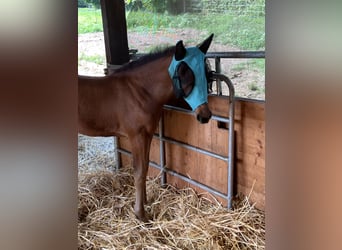 Hanoverian, Mare, Foal (06/2024), 16,2 hh, Brown