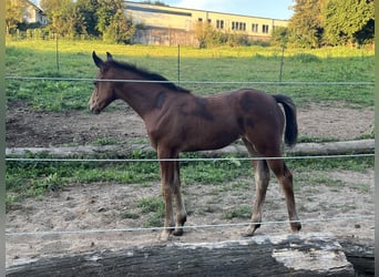 Hanoverian, Mare, Foal (06/2024), 16,2 hh, Brown