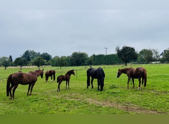 Hanoverian, Mare, Foal (06/2024), 16,2 hh, Brown