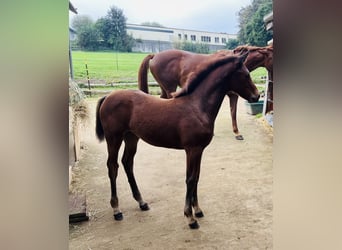 Hanoverian, Mare, Foal (06/2024), 16,2 hh, Brown