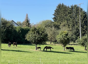 Hanoverian, Mare, Foal (06/2024), 16,2 hh, Brown