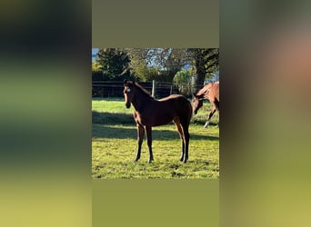 Hanoverian, Mare, Foal (06/2024), 16,2 hh, Brown